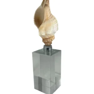 Escultura Concha I