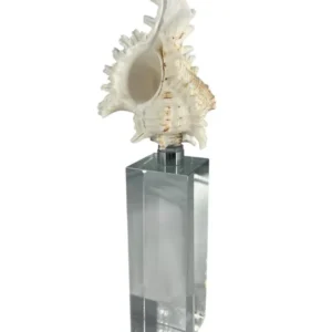 Escultura Concha III