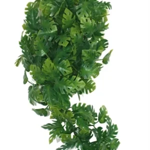 Filodendro dividido da planta de Komodo