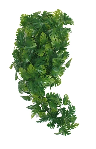 Filodendro dividido da planta de Komodo