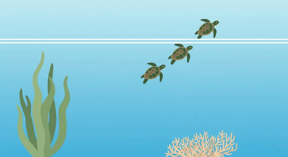 Papel de parede crianç | Tartarugas marinhas e corais subaquáticos