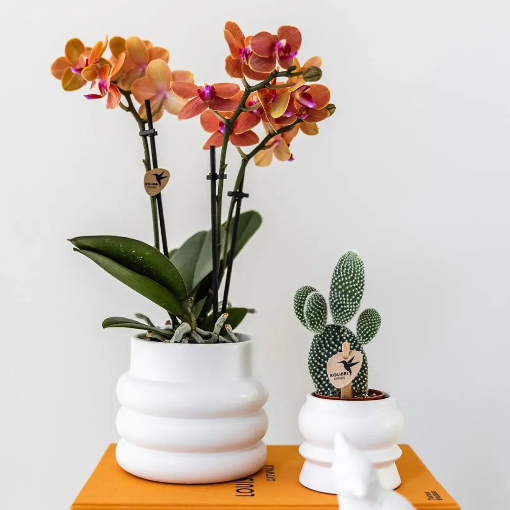 Pote decorativo de cerâmica bolha branca