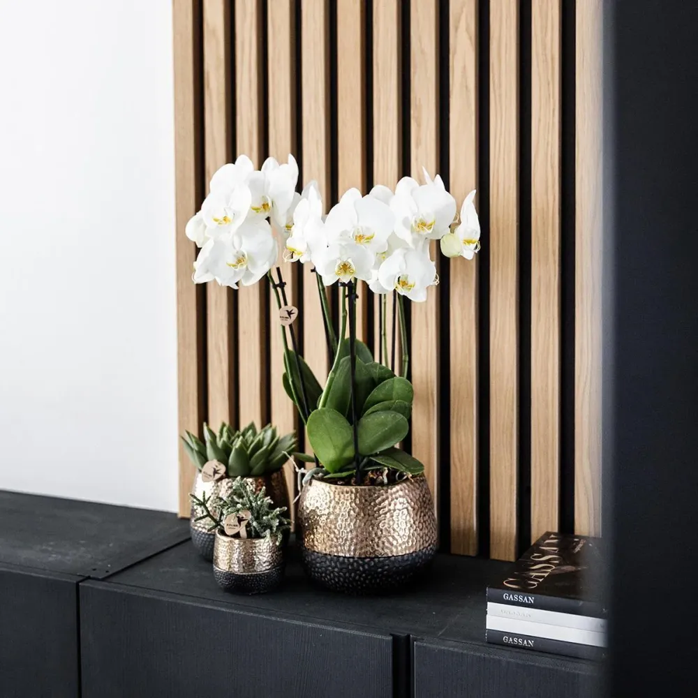 Pote decorativo de cobre Elite