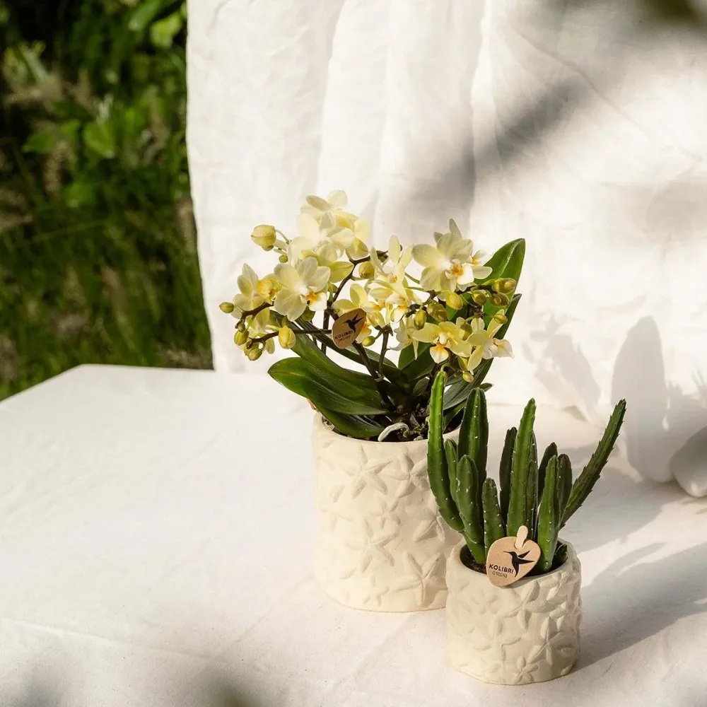 Pote Decorativo Estrela Peixe - Areia