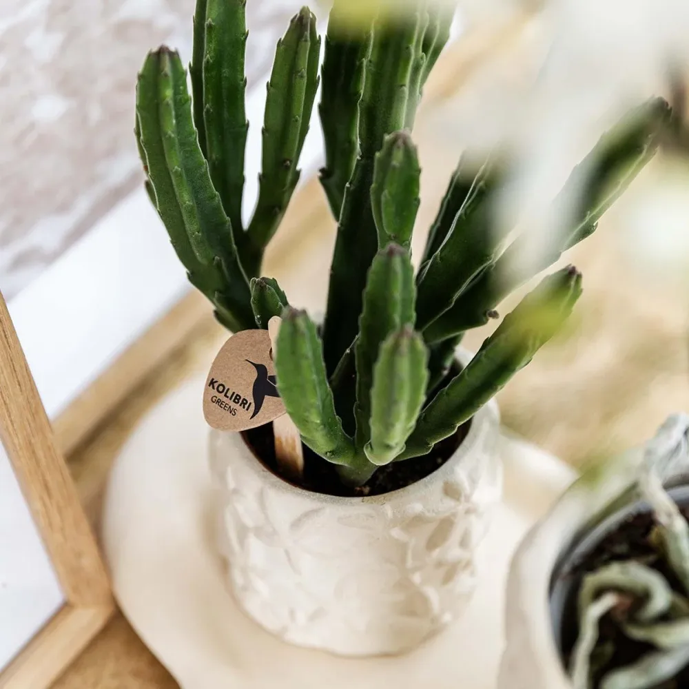 Pote Decorativo Estrela Peixe - Areia