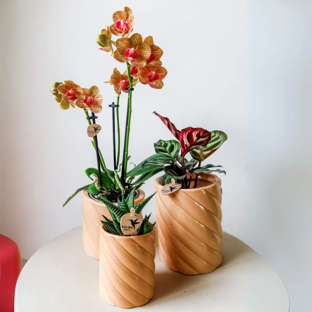 Pote Decorativo para Doces - Alto - Pêssego