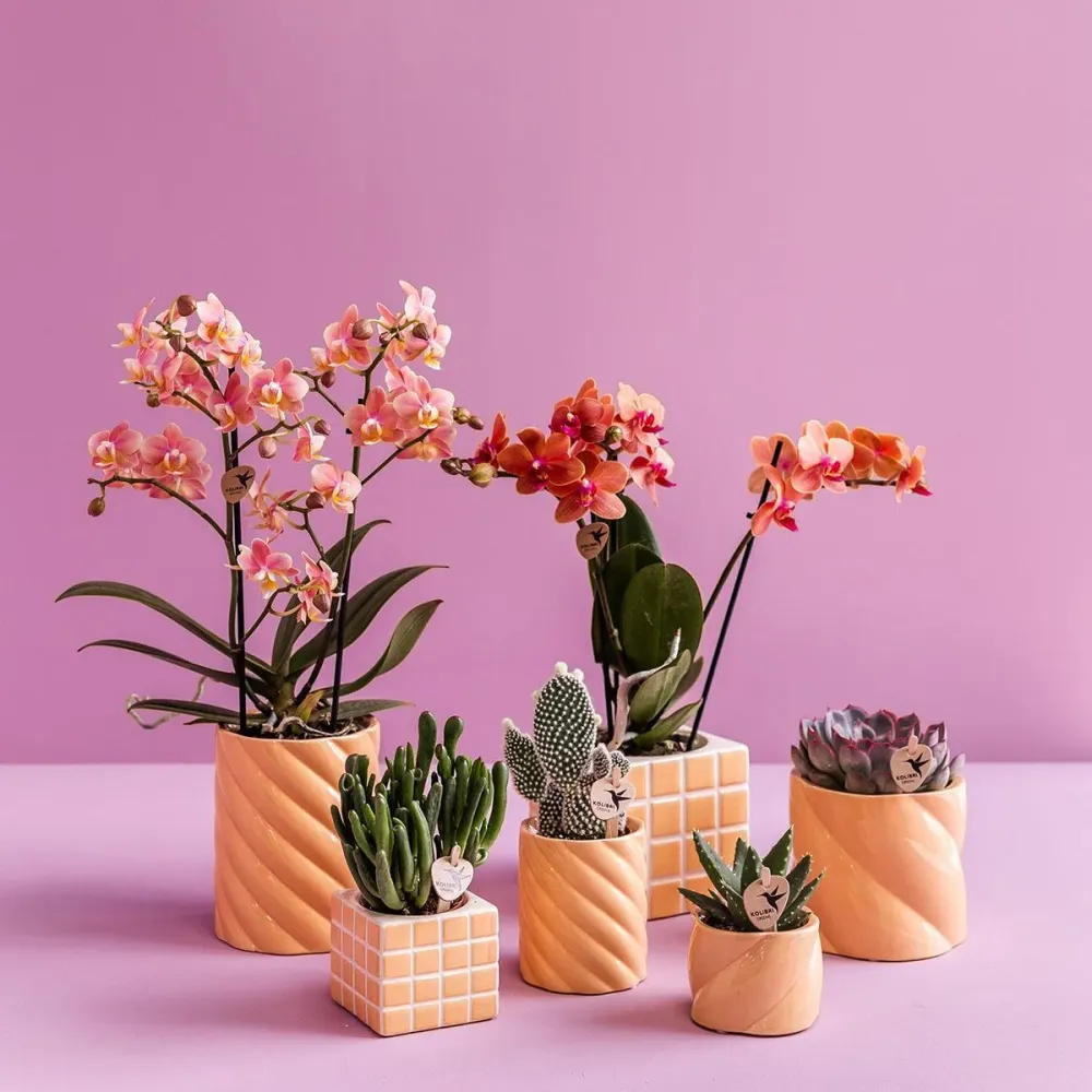 Pote Decorativo para Doces - Alto - Pêssego