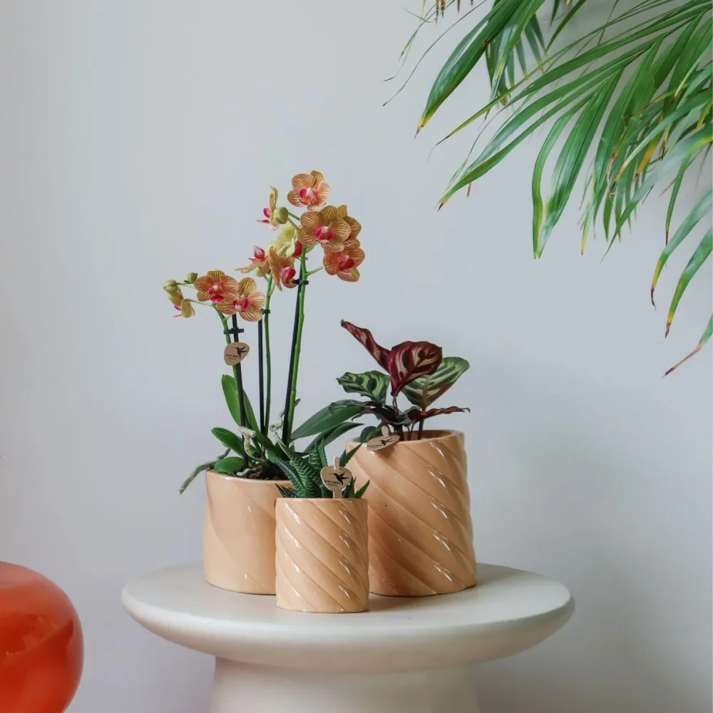 Pote Decorativo para Doces - Alto - Pêssego