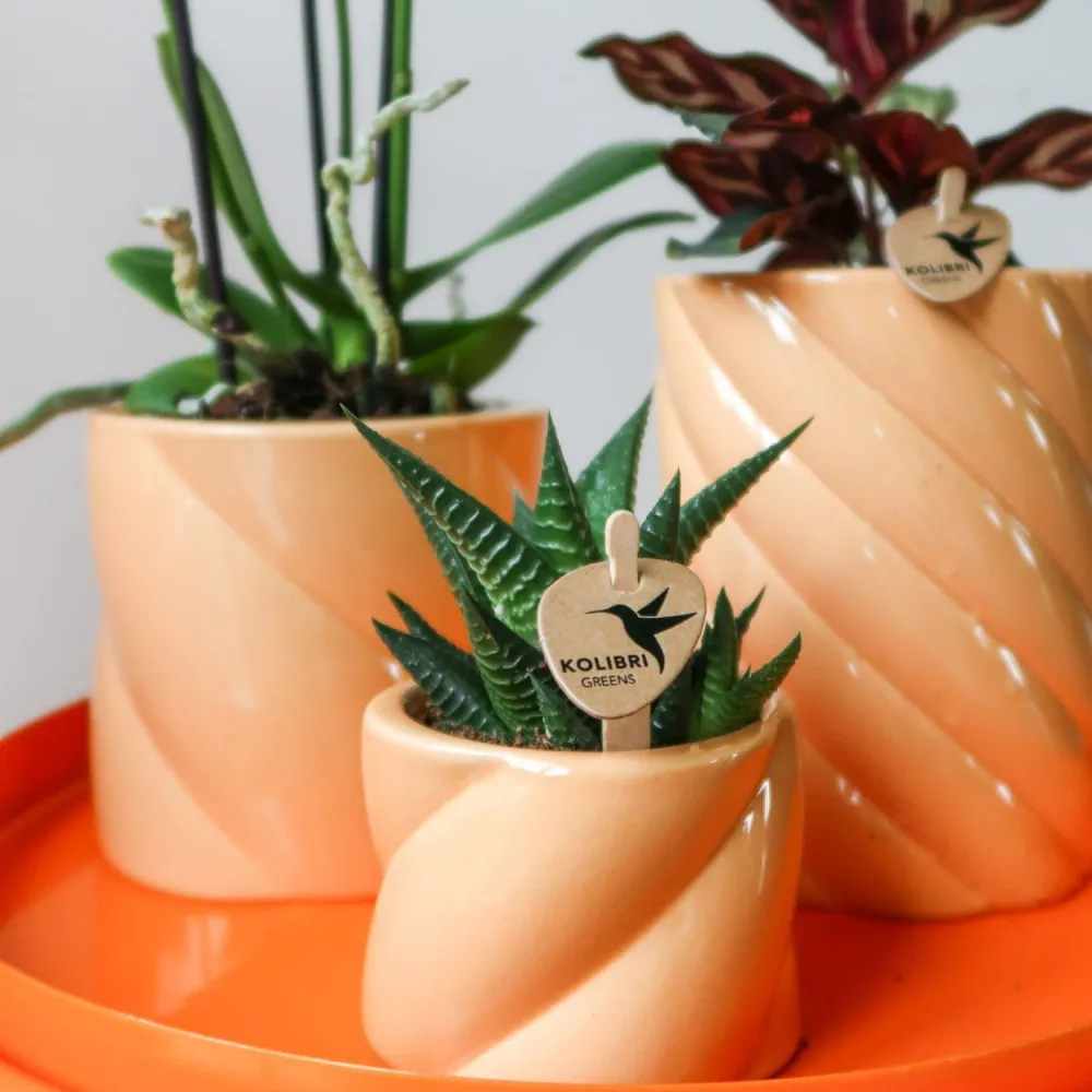 Pote Decorativo para Doces - Alto - Pêssego