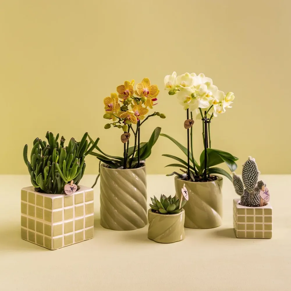 Pote Decorativo para Doces – Alto – Verde