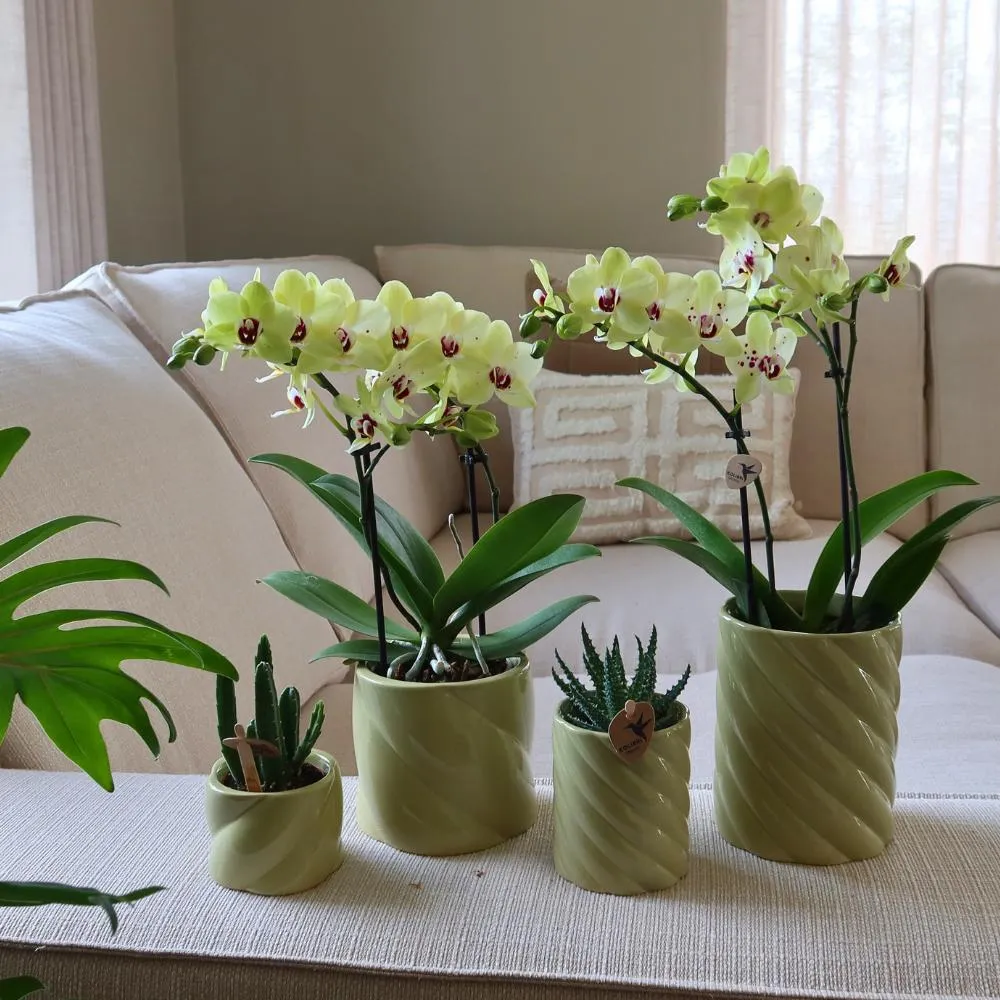 Pote Decorativo para Doces – Alto – Verde