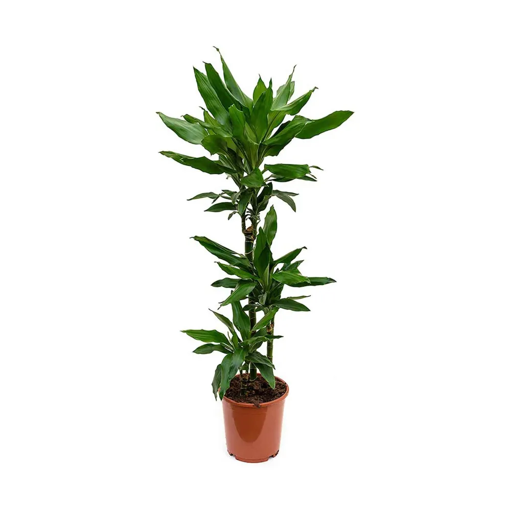 Planta Genuíno Dracaena Fragans Janet Lind 120-130Cm