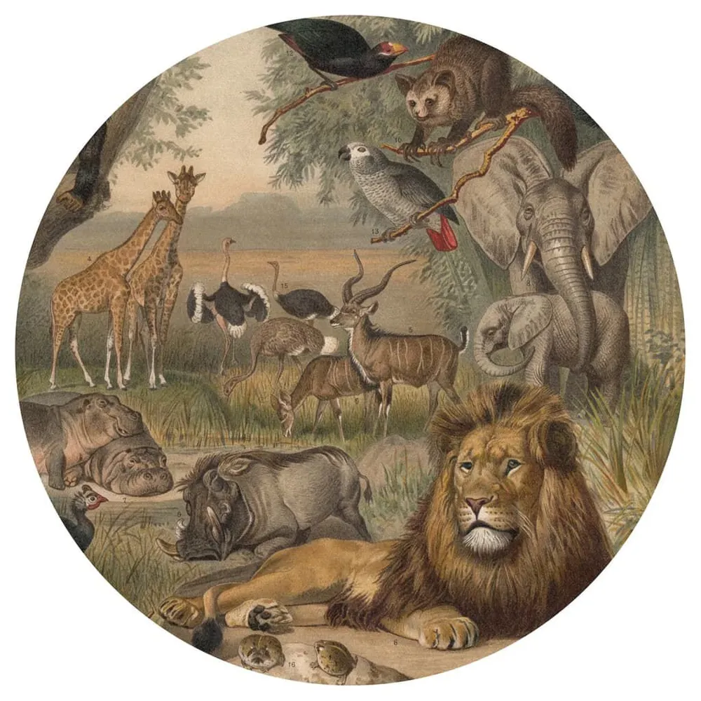 WallArt Papel de parede circular "Animals Africa" 142,5 cm
