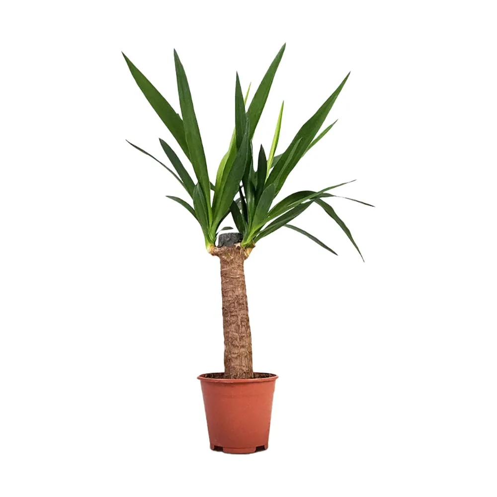 Planta Espontâneo Yucca Elephantipes 40-50Cm
