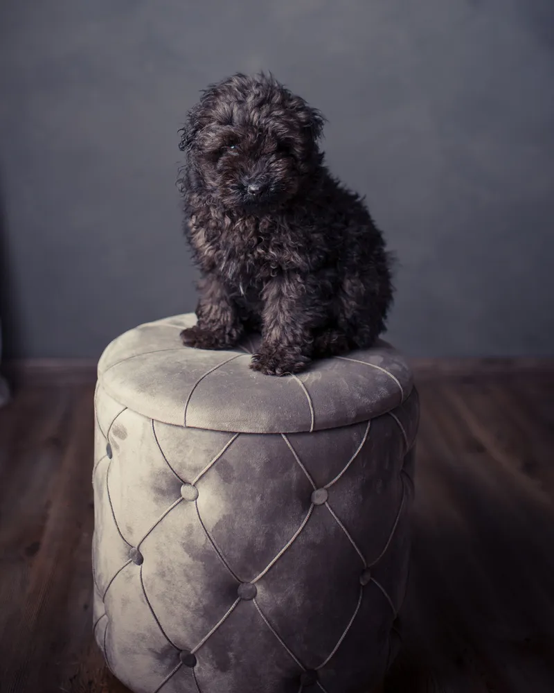 Set 2 Storage Pouffes Grey PUEBLO com Regulagem de Altura