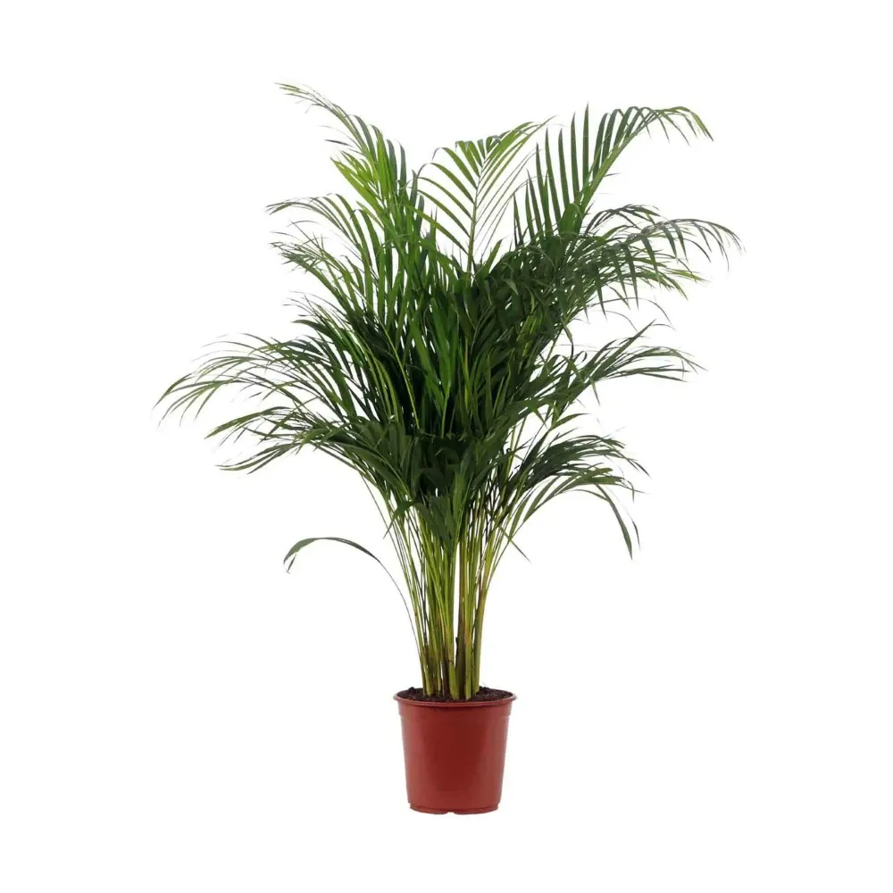 Planta Integral Palmeira Areca 130-140Cm Urban Jungle
